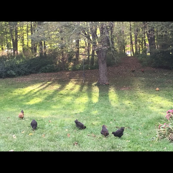 Meet your Posher, Kristen - Picture 4 of 8